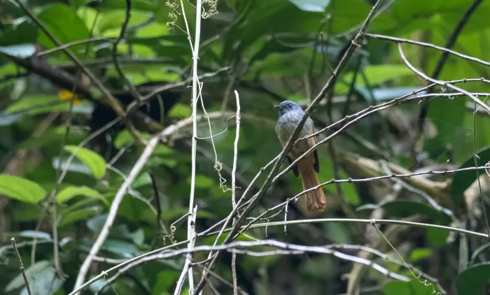 File:Rhipidura sauli - Forest Botial-Jarvis - 198783387.jpeg