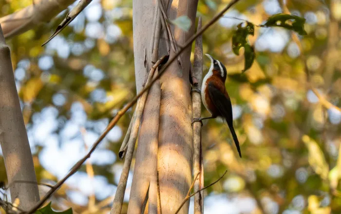 File:Pomatorhinus bornensis - Forest Botial-Jarvis - 289862952.jpeg