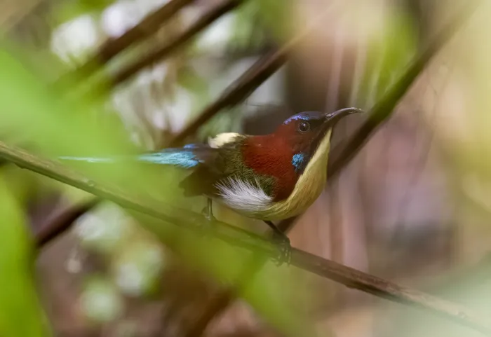 File:Aethopyga shelleyi - Forest Botial-Jarvis - 244618138.jpeg