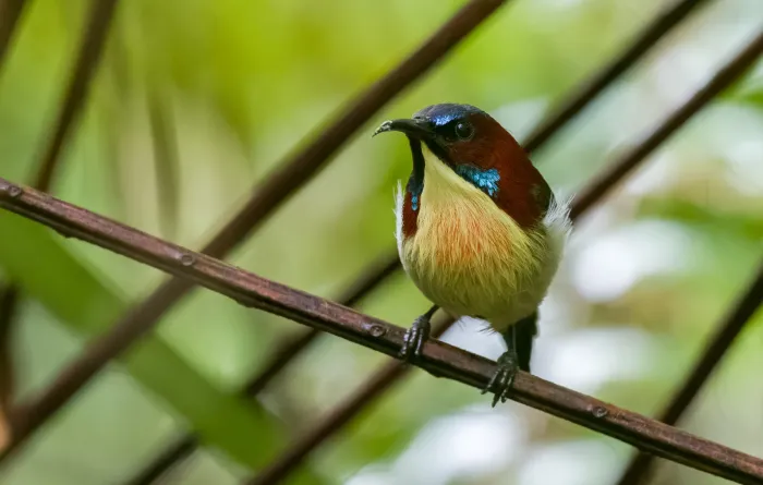 File:Aethopyga shelleyi - Forest Botial-Jarvis - 244618183.jpeg