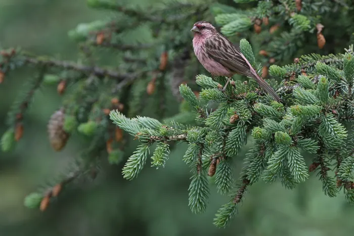 File:Pink-rumped Rosefinch (Carpodacus waltoni) in China.jpg