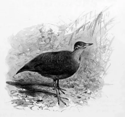 File:Mesitornis variegatus.jpg