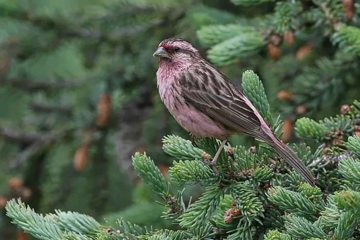 File:Pink-rumped Rosefinch (Carpodacus waltoni) in China (cropped).jpg