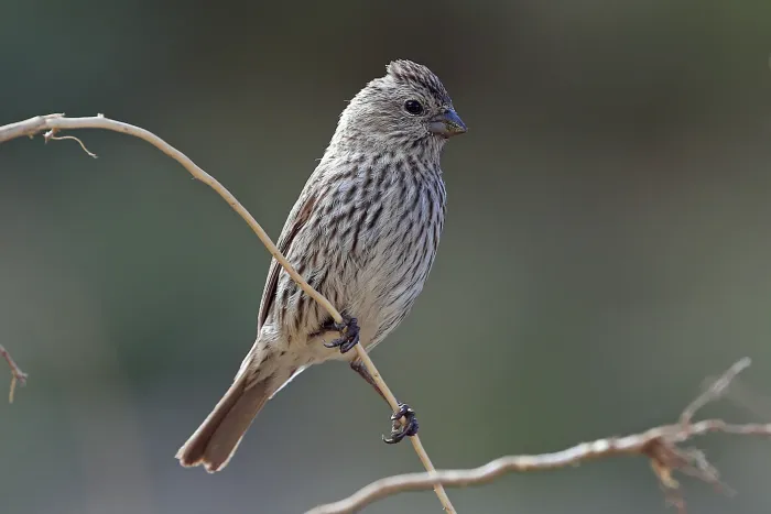 File:Pink-rumped Rosefinch (Carpodacus waltoni) female in China (cropped).jpg