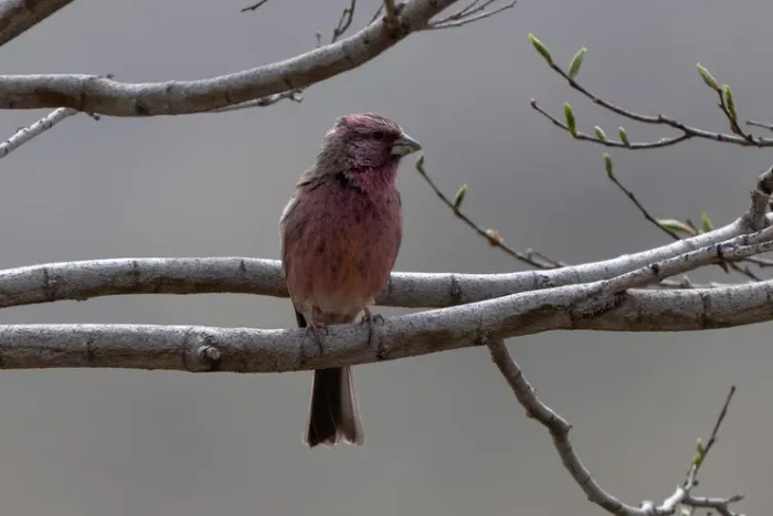 File:Carpodacus davidianus - Wang.QG - 514074298 (cropped).jpeg