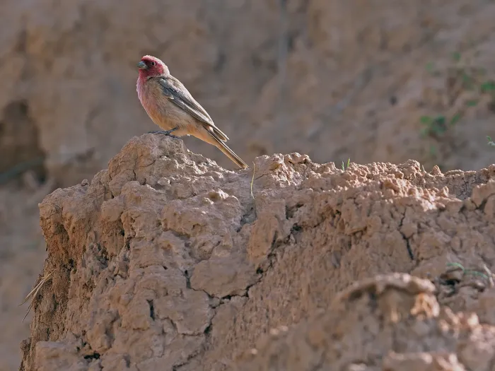 File:Pale Rosefinch (Carpodacus stoliczkae) male in China.jpg