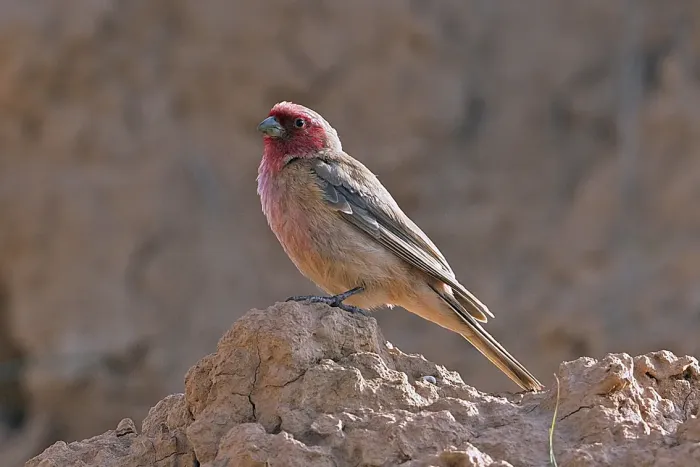 File:Pale Rosefinch (Carpodacus stoliczkae) male in China (cropped).jpg
