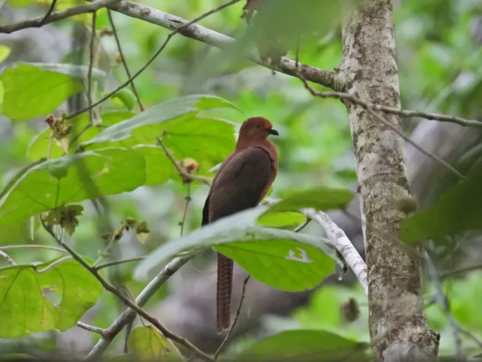 File:Macropygia nigrirostris - Seno Nur Rohman - 601905494.jpeg