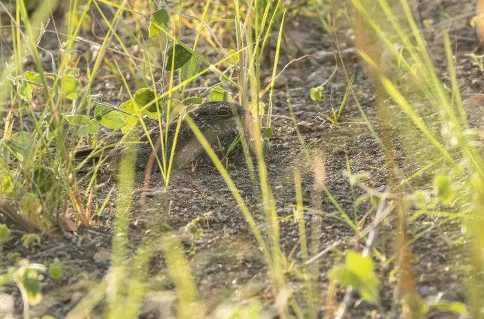 File:Caprimulgus griseatus - Forest Botial-Jarvis - 261946624.jpeg