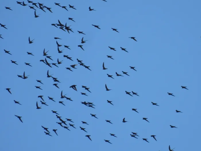 File:Streptoprocne semicollaris - Sinaloa Silvestre - 357986436.jpeg