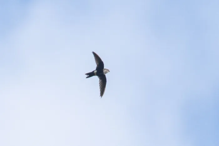 File:Aeronautes montivagus - Thibaud Aronson - 113019688.jpeg