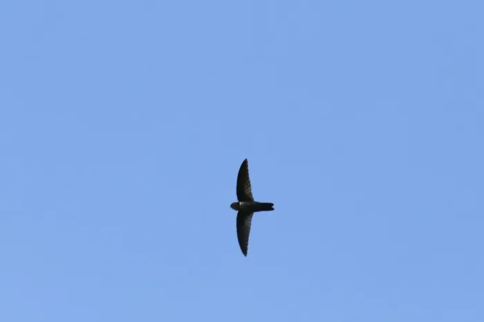 File:Aerodramus inquietus ponapensis - Thibaud Aronson - 39750168.jpeg