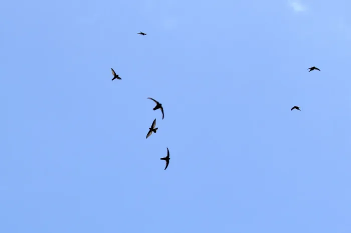 File:Aerodramus inquietus inquietus - Thibaud Aronson - 38488212.jpeg