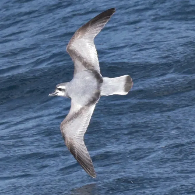 File:Pachyptila macgillivrayi - IanLJones - 617322440.jpeg