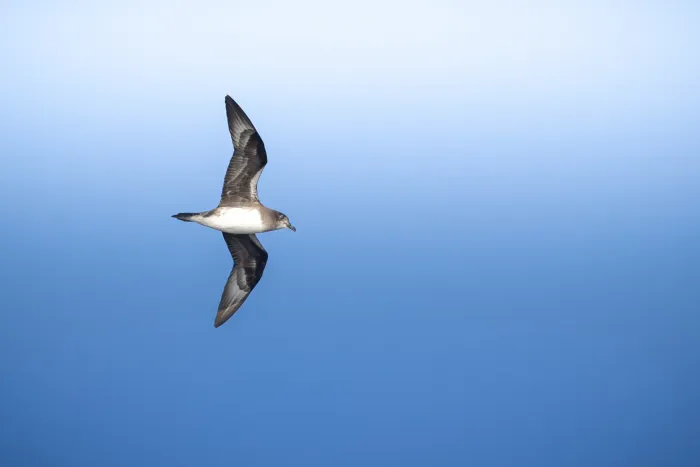 File:Pterodroma heraldica - claudioveliz - 541840950.jpeg