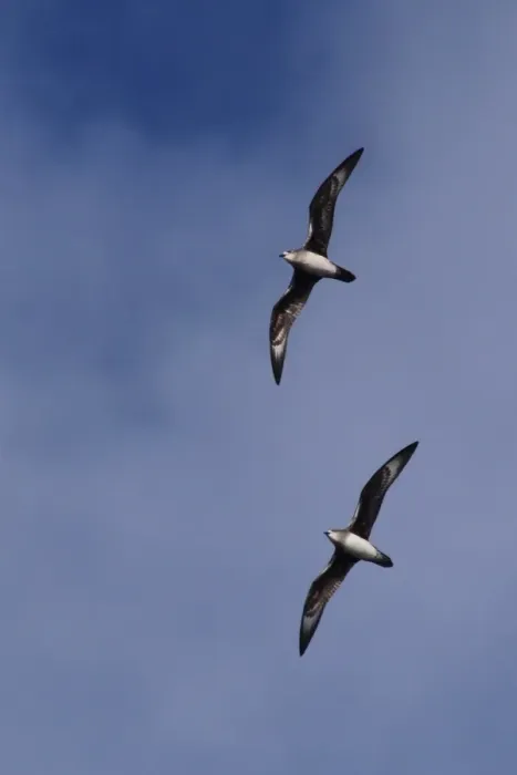 File:Pterodroma heraldica - Rémi Bigonneau - 450004147.jpeg