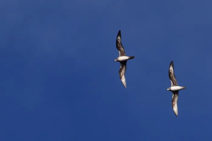 File:Pterodroma heraldica - Rémi Bigonneau - 450004148.jpeg