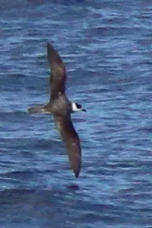 File:Pterodroma occulta - Rémi Bigonneau - 477773591.jpeg