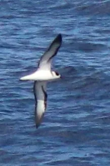 File:Pterodroma occulta - Rémi Bigonneau - 477773582.jpeg