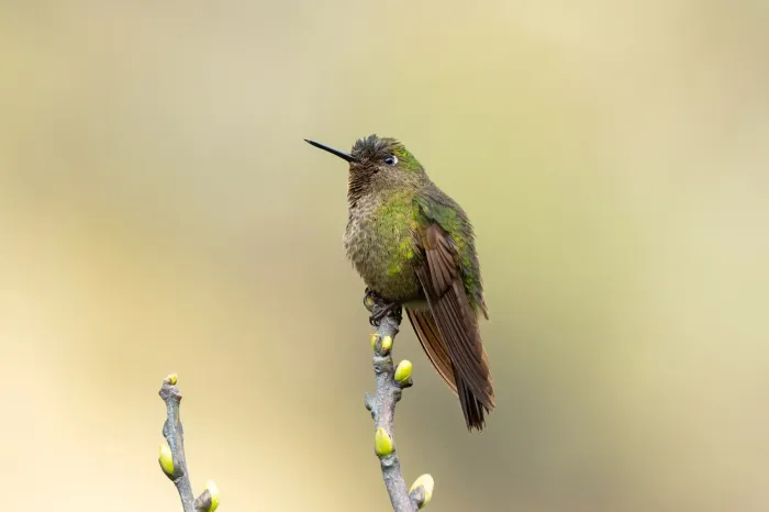 File:Metallura aeneocauda - Thibaud Aronson - 454557332.jpeg