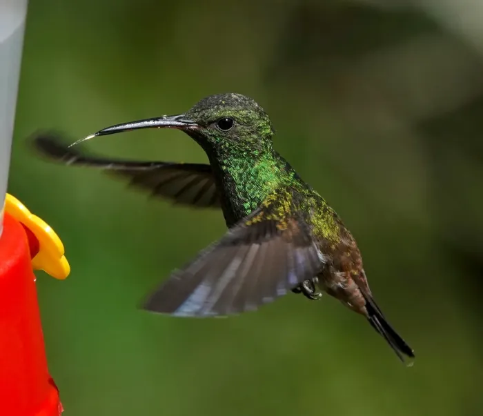 File:Saucerottia viridigaster - desertnaturalist - 173734160.jpeg