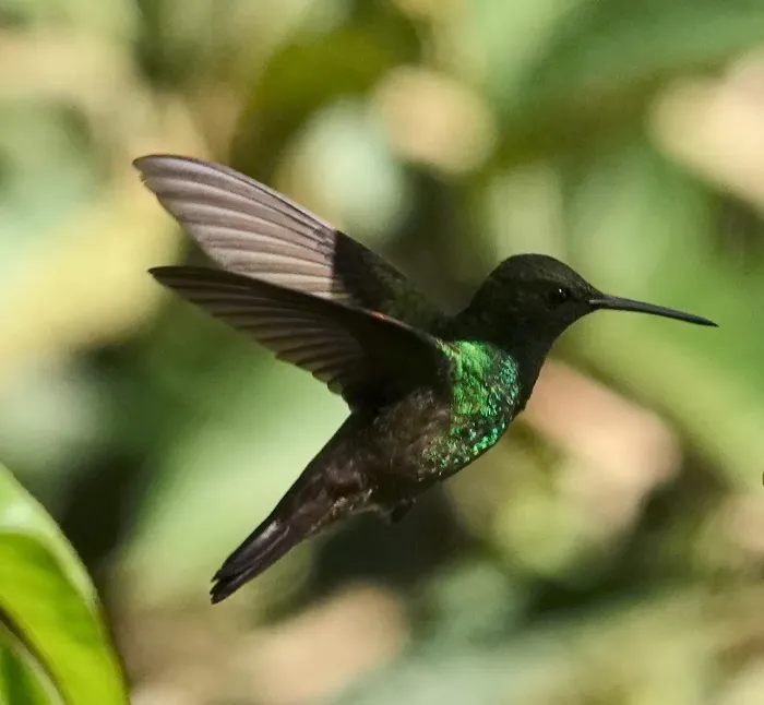 File:Saucerottia viridigaster - desertnaturalist - 173737873.jpeg