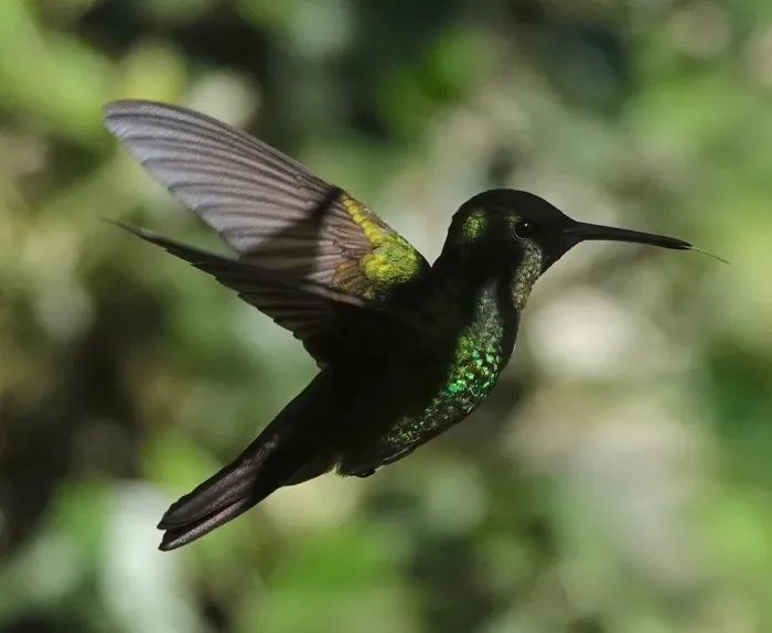 File:Saucerottia viridigaster - desertnaturalist - 173737886.jpeg