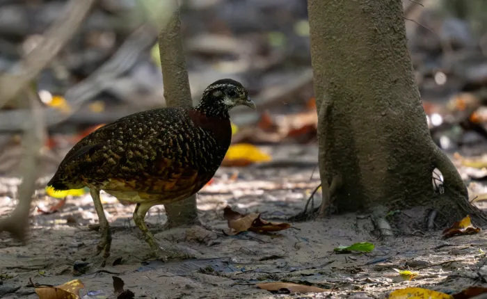 File:Tropicoperdix graydoni - Forest Botial-Jarvis - 292317015.jpeg