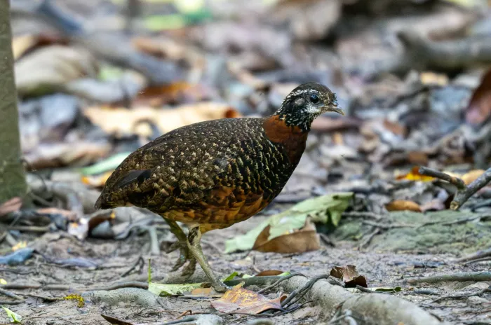 File:Tropicoperdix graydoni - Forest Botial-Jarvis - 292317013.jpeg