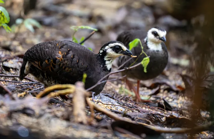 File:Arborophila orientalis - Forest Botial-Jarvis - 288323706.jpeg