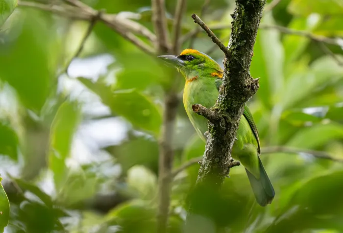 File:Psilopogon armillaris - Forest Botial-Jarvis - 569152947.jpeg