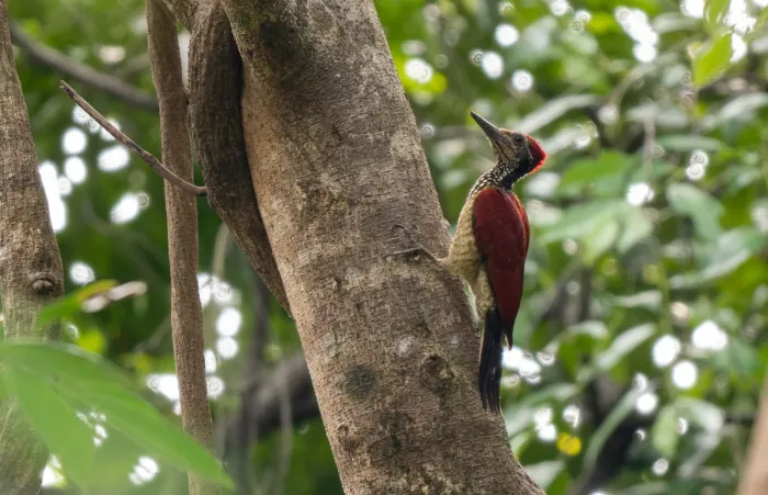 File:Chrysocolaptes haematribon - Forest Botial-Jarvis - 261947982.jpeg