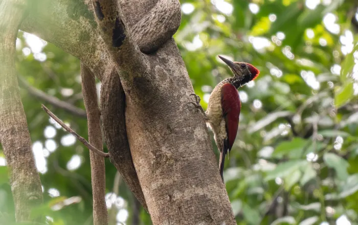File:Chrysocolaptes haematribon - Forest Botial-Jarvis - 261948007.jpeg
