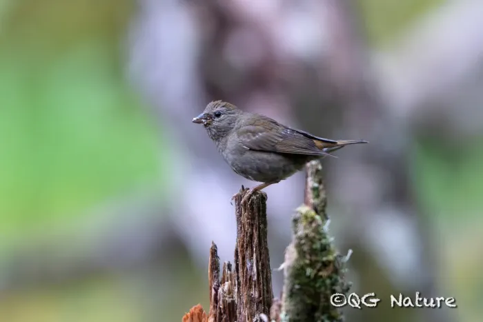 File:Blanford's Rosefinch (Agraphospiza rubescens) female in China.jpg