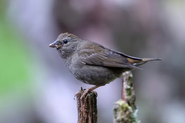 File:Blanford's Rosefinch (Agraphospiza rubescens) female in China (cropped).jpg