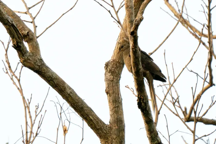 File:Macropygia macassariensis - Forest Botial-Jarvis - 334465810.jpeg