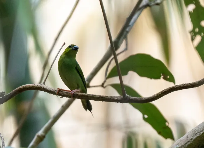 File:Erythrura viridifacies - Forest Botial-Jarvis - 392333093.jpeg