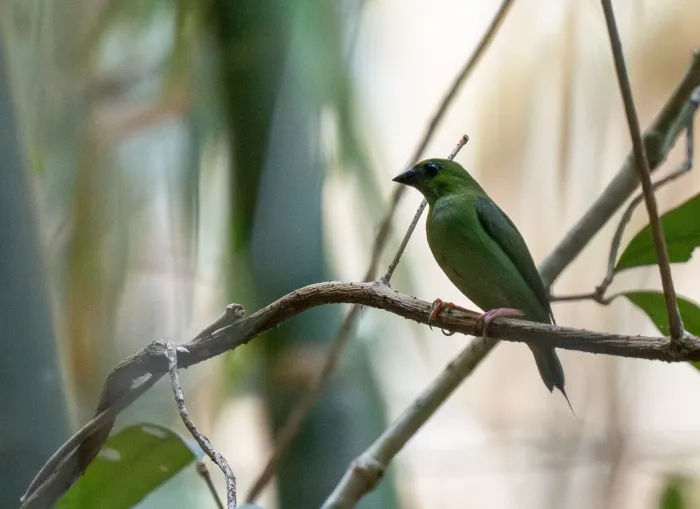 File:Erythrura viridifacies - Forest Botial-Jarvis - 392333037.jpeg