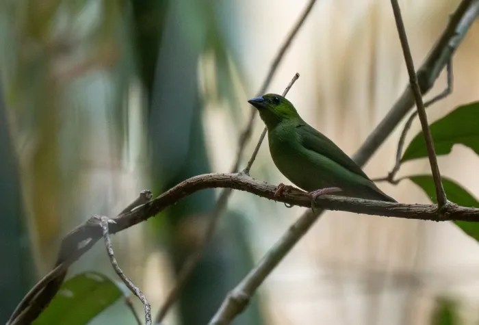 File:Erythrura viridifacies - Forest Botial-Jarvis - 392333173.jpeg