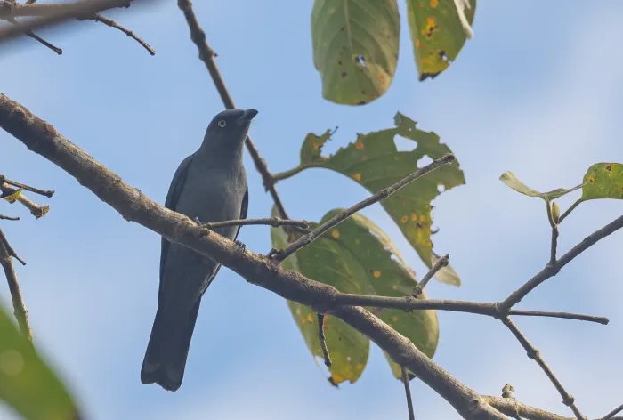 File:Coracina mindorensis - Forest Botial-Jarvis - 176655311.jpeg