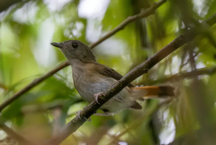 File:Ficedula disposita - Forest Botial-Jarvis - 614702922.jpeg