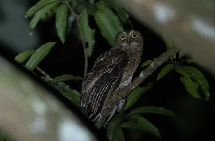 File:Ninox mindorensis - Forest Botial-Jarvis - 176655261.jpeg