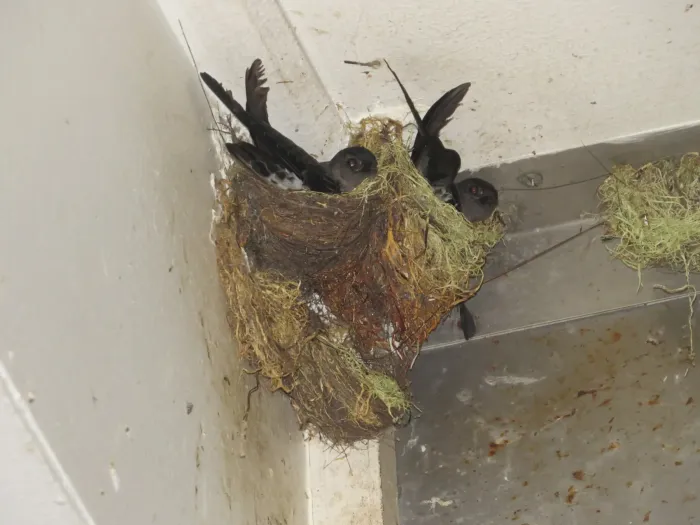 File:Collocalia natalis - ian mcallan - 366306694.jpeg