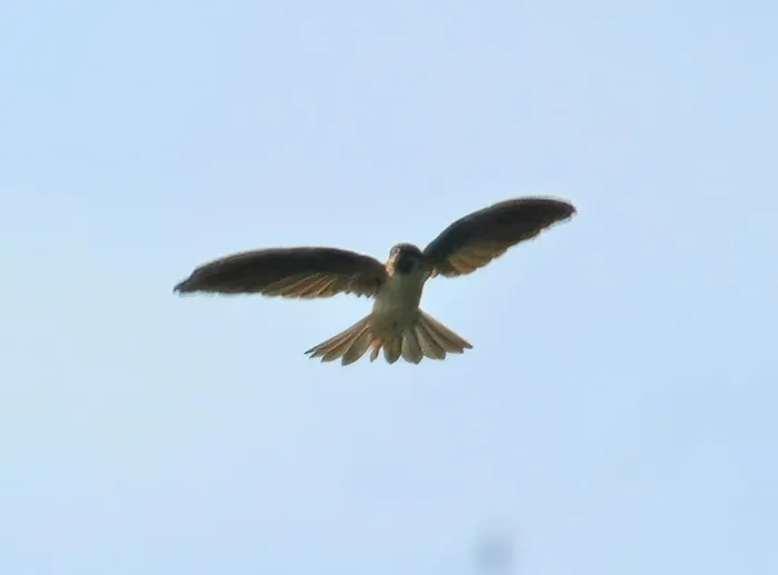 File:Collocalia neglecta - Jose Teixeira - 214818520 (cropped).jpeg