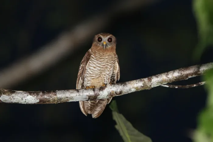 File:Ninox squamipila - James Eaton - 416820976.jpeg