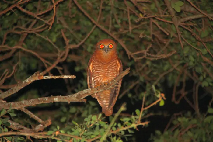 File:Ninox natalis - ian mcallan - 365620912.jpeg