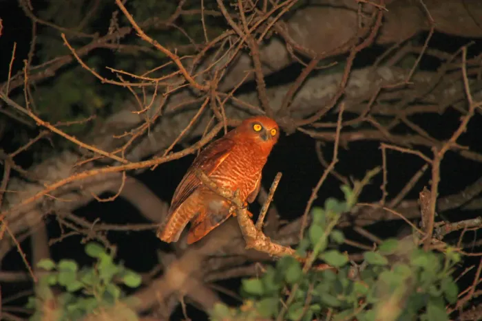 File:Ninox natalis - ian mcallan - 365620920.jpeg