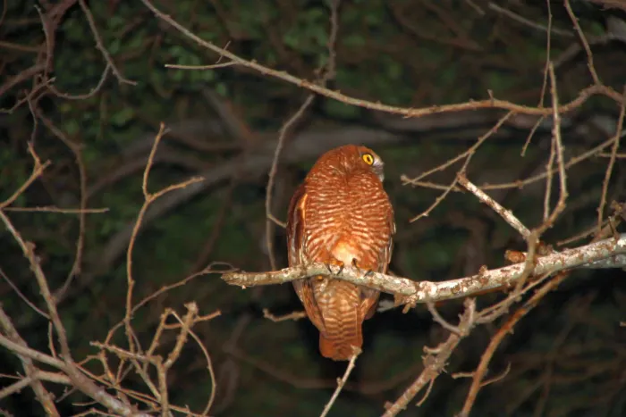 File:Ninox natalis - ian mcallan - 365620971.jpeg