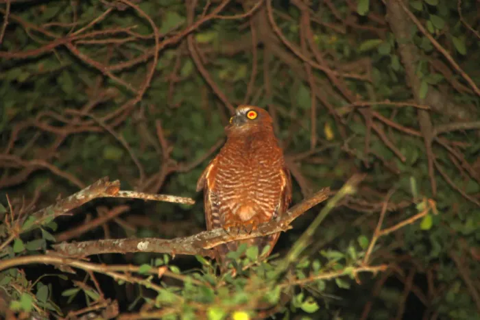 File:Ninox natalis - ian mcallan - 365620986.jpeg