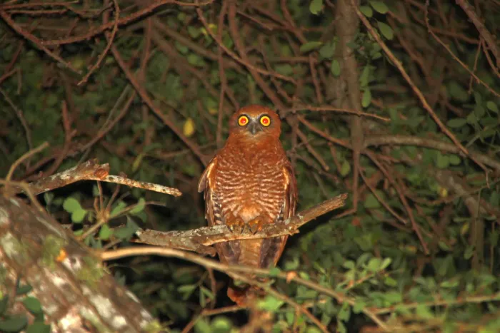 File:Ninox natalis - ian mcallan - 365621007.jpeg